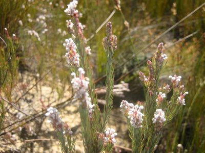 Spatalla barbigera, photographed by Di Turner