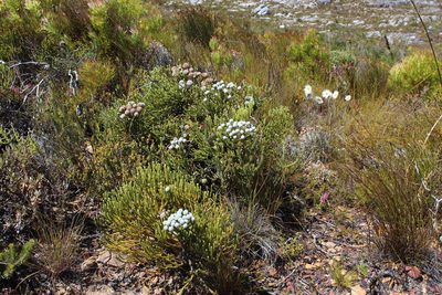 Brunia neglecta, photographed by Tony Rebelo