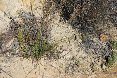 Ficinia cedarbergensis, photographed by Charles Stirton
