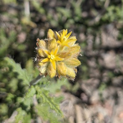 Cevallia sinuata, photographed by Dominic Gentilcore