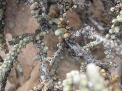 Caroxylon tuberculatum, photographed by Di Turner