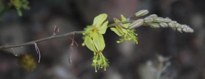 Bulbine cepacea, photographed by Tony Rebelo