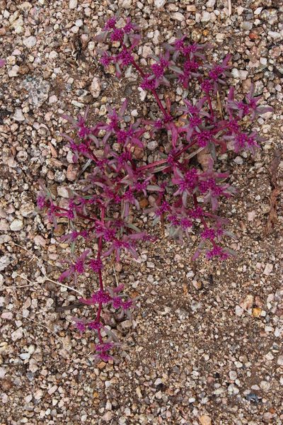 Trianthema parvifolium, photographed by Tony Rebelo