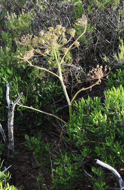 Cynorhiza typica, photographed by Tony Rebelo