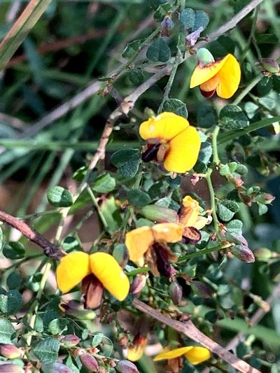 Bossiaea obcordata, photographed by Lukas Clews
