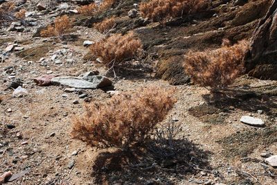 Blepharis furcata, photographed by Tony Rebelo