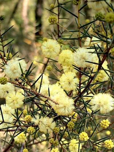 Acacia brownii, photographed by Lukas Clews