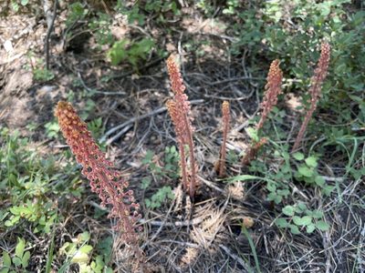 Pterospora andromedea, photographed by Dee Shea Himes