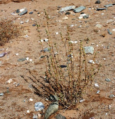 Zygophyllum prismatocarpum, photographed by Tony Rebelo