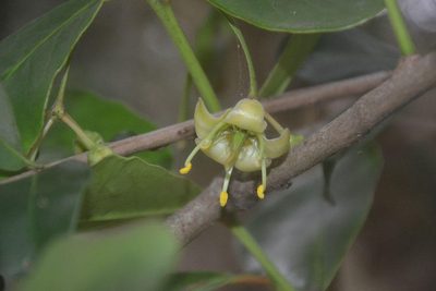 Brexia madagascariensis, photographed by Caroline Voget