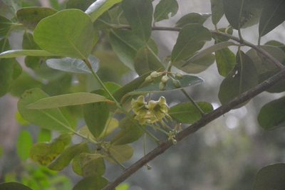 Brexia madagascariensis, photographed by Caroline Voget