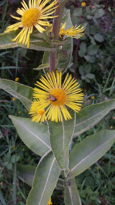 Inula racemosa, photographed by user12