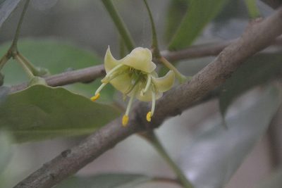 Brexia madagascariensis, photographed by Caroline Voget