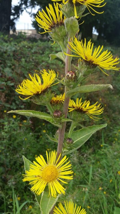 Inula racemosa, photographed by user12