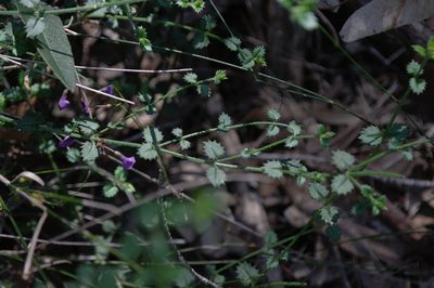 Gonocarpus teucrioides, photographed by Gary Williams