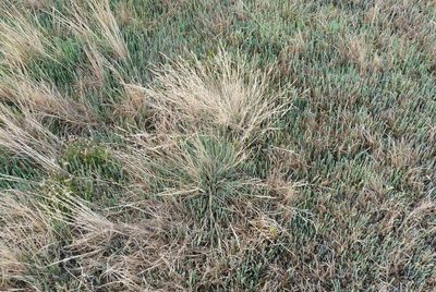 Puccinellia stricta, photographed by Colin Meurk