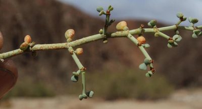 Zygophyllum retrofractum, photographed by Tony Rebelo