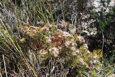 Serruria decipiens, photographed by Tony Rebelo