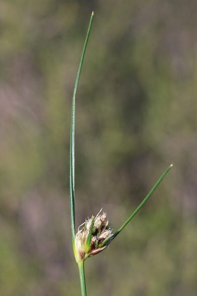 Ficinia laevis, photographed by Charles Stirton