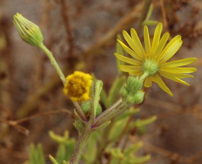 Osteospermum microcarpum, photographed by Tony Rebelo