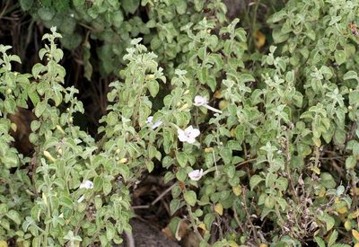 Barleria heterotricha, photographed by Wynand Uys