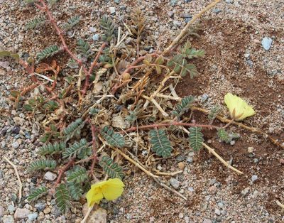 Tribulus cristatus, photographed by Tony Rebelo