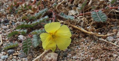 Tribulus cristatus, photographed by Tony Rebelo