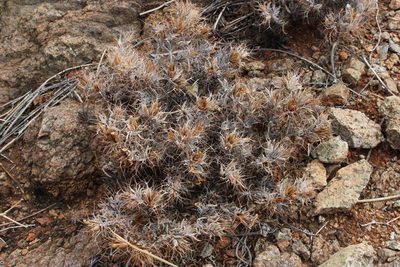 Blepharis furcata, photographed by Tony Rebelo