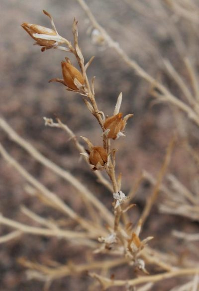 Anticharis scoparia, photographed by Tony Rebelo
