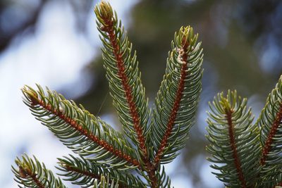 Picea jezoensis, photographed by harum.koh