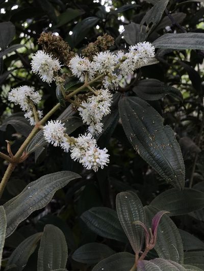 Miconia cataractae, photographed by Nicolás Baresch Uribe