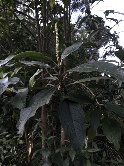 Abatia parviflora, photographed by Nicolás Baresch Uribe