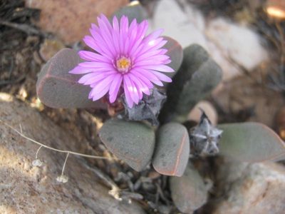 Cerochlamys pachyphylla, photographed by Di Turner