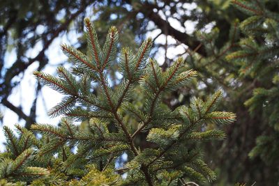Picea jezoensis, photographed by harum.koh