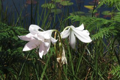 Crinum moorei, photographed by Brian du Preez