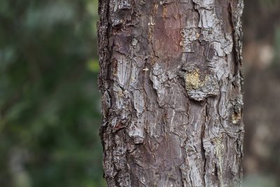 Picea jezoensis, photographed by harum.koh