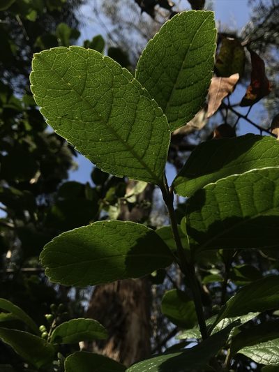 Citharexylum reticulatum, photographed by Nicolás Baresch Uribe