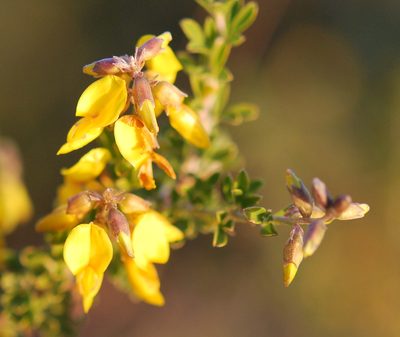 Wiborgiella leipoldtiana, photographed by Charles Stirton