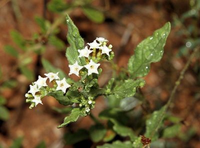 Heliotropium ciliatum, photographed by Wynand Uys