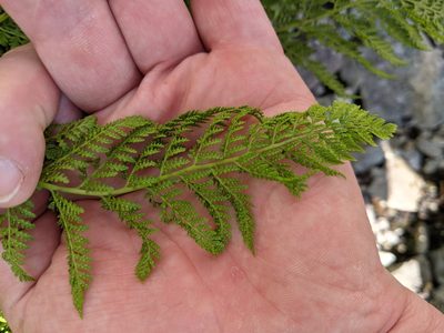 Athyrium americanum, photographed by Ben Keen