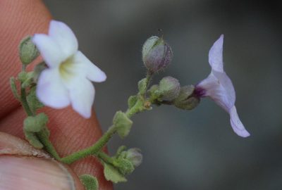Jamesbrittenia ramosissima, photographed by Tony Rebelo