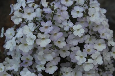 Jamesbrittenia ramosissima, photographed by Tony Rebelo