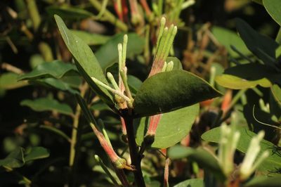 Erianthemum dregei, photographed by Brian du Preez