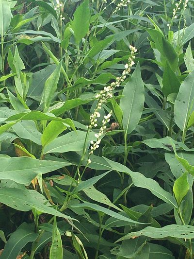 Persicaria robustior, photographed by Bonnie Isaac