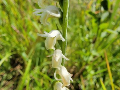 Spiranthes vernalis, photographed by Elias
