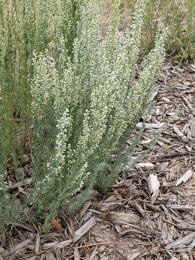 Artemisia carruthii, photographed by Craig Martin