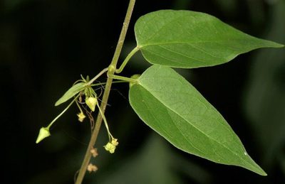 Vincetoxicum lycioides, photographed by Wynand Uys
