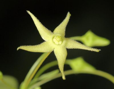 Vincetoxicum lycioides, photographed by Wynand Uys