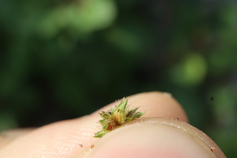 Echinochloa muricata, photographed by Henry "Nick" Robertson