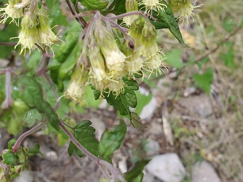Brickellia grandiflora, photographed by Craig Martin